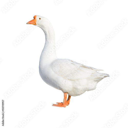 White domestic goose isolated on white