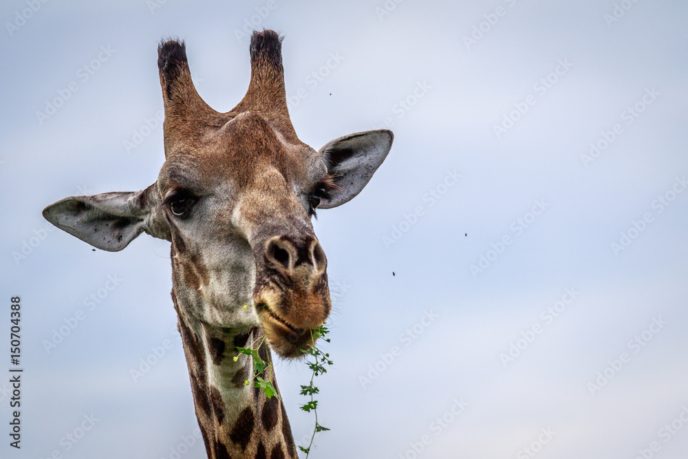 Close up of an eating Giraffe.