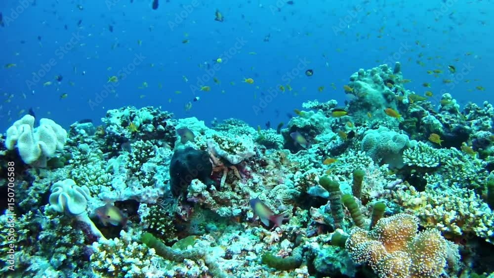 Diving in Maldives - Underwater landscape Diving in Maldives - Underwater landscape