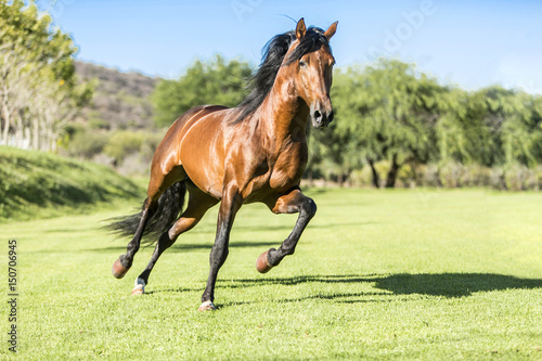 Fototapeta Naklejka Na Ścianę i Meble -  Thoroughbred wild horse