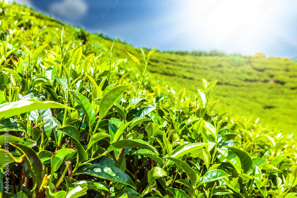 Green tea bud and fresh leaves. Tea plantations fields in Nuwara Eliya, Sri Lanka