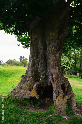 Big old tree with huge roots. Landscape, countryside