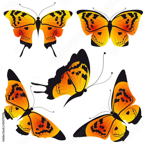 beautiful orange, butterflies, isolated  on a white © aboard