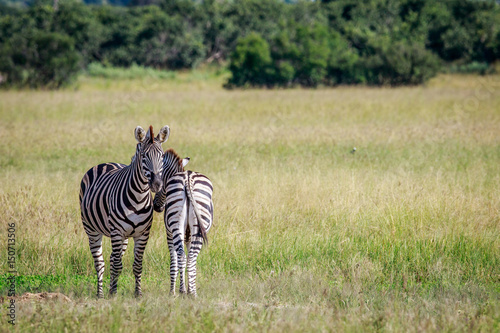 Two Zebras bonding in the grass. © simoneemanphoto