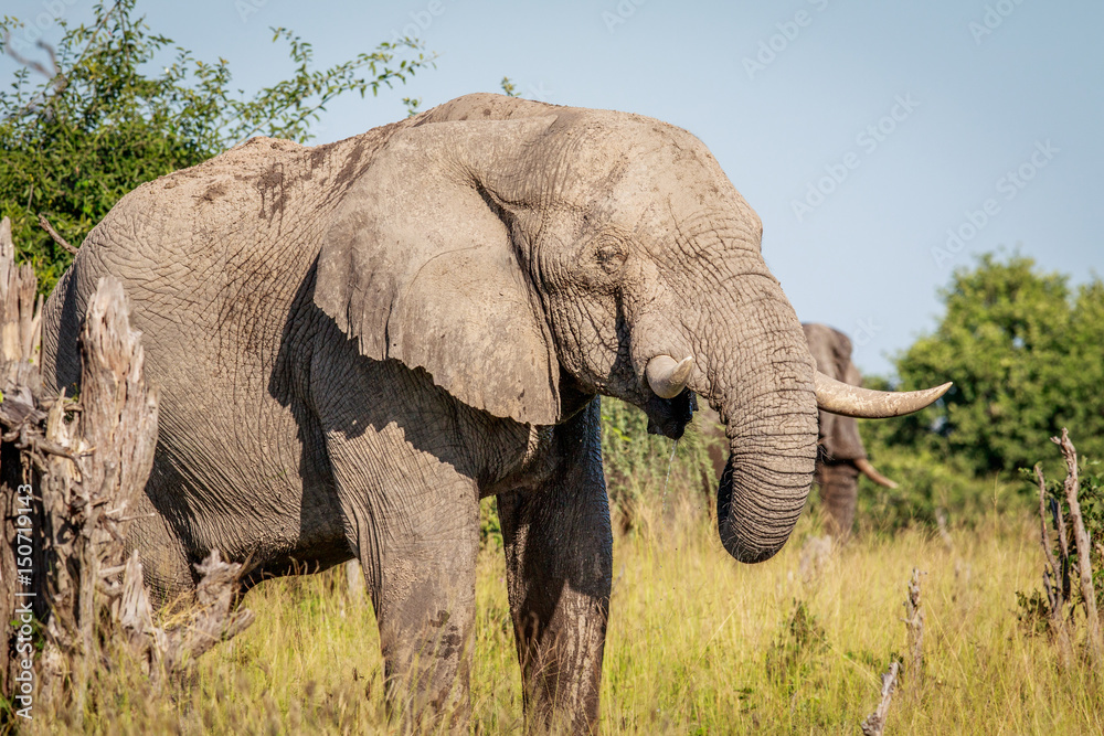 Fototapeta premium Elephant eating in the Okavango delta.