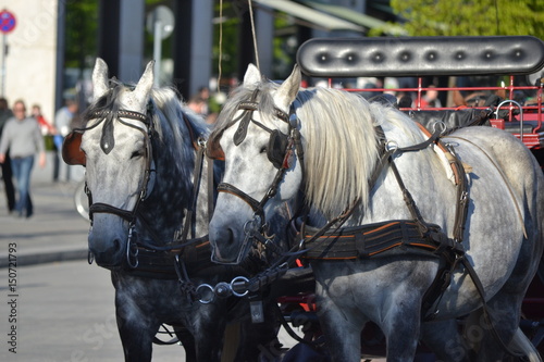 Horses waiting for passengers