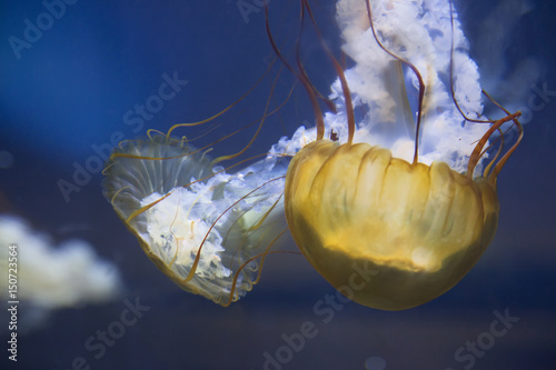 Photography Jelly Fish