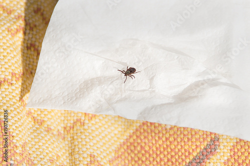 Danger of mites in the forest