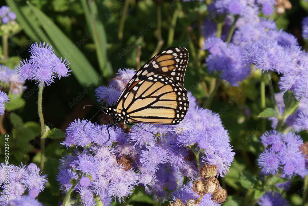 Monarch Monarch