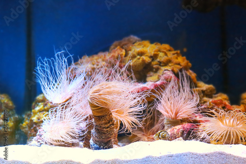 Sea anemons and corals in aquarium photo