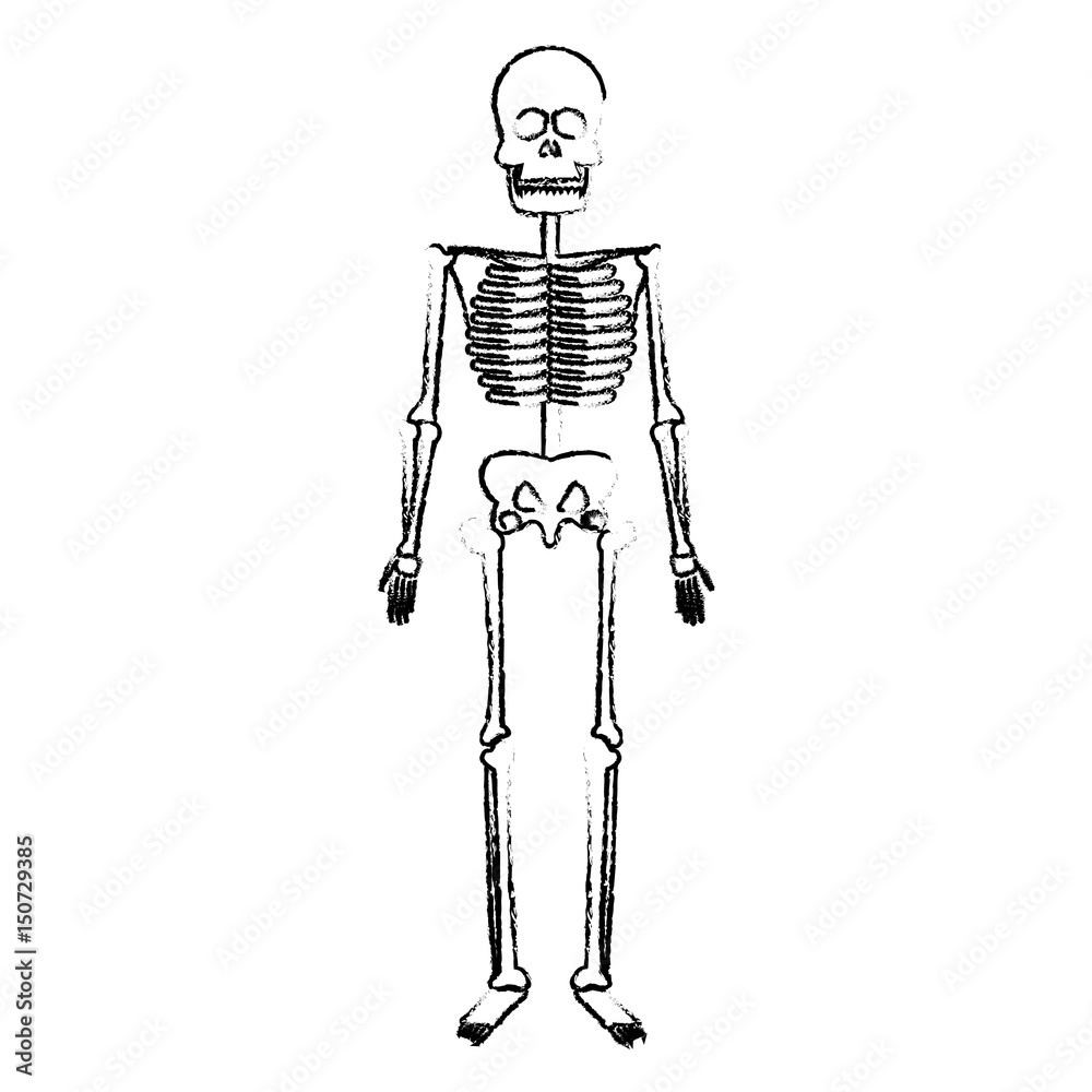 skeleton human body bones medical vector illustration skeleton human body bones medical vector illustration