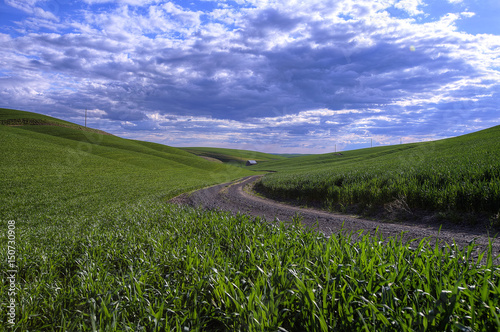 A Palouse road