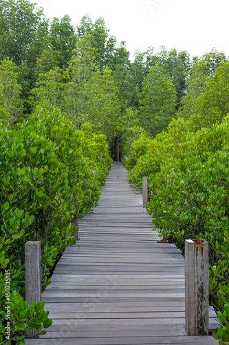 Mangrove forest Nature and Forest Klaeng in Rayong  Thailand