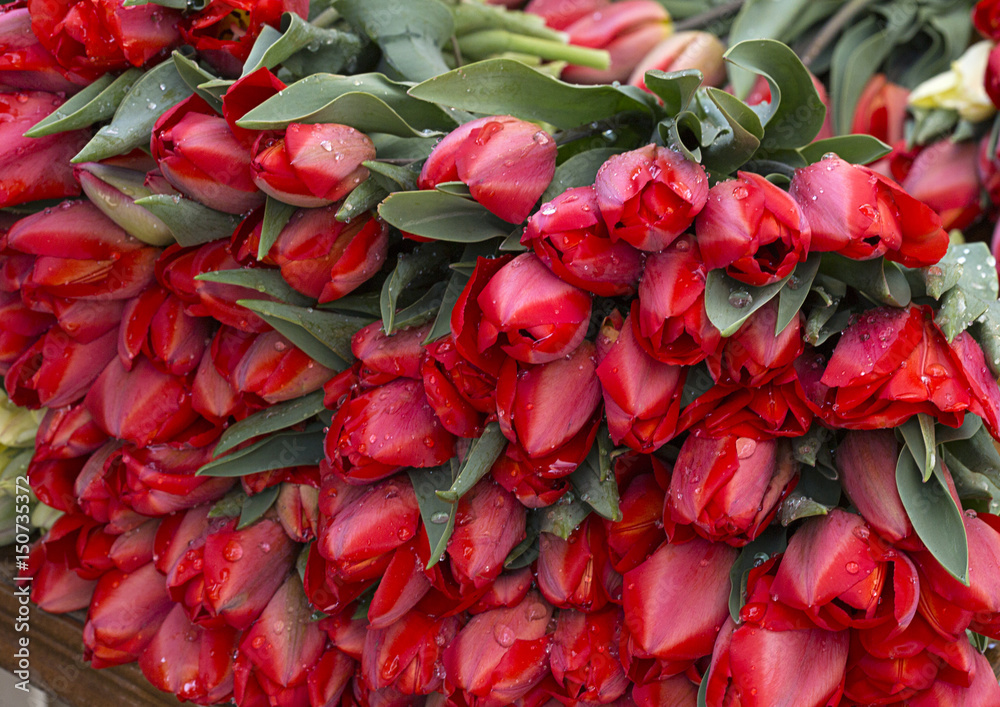 Red tulips Red tulips
