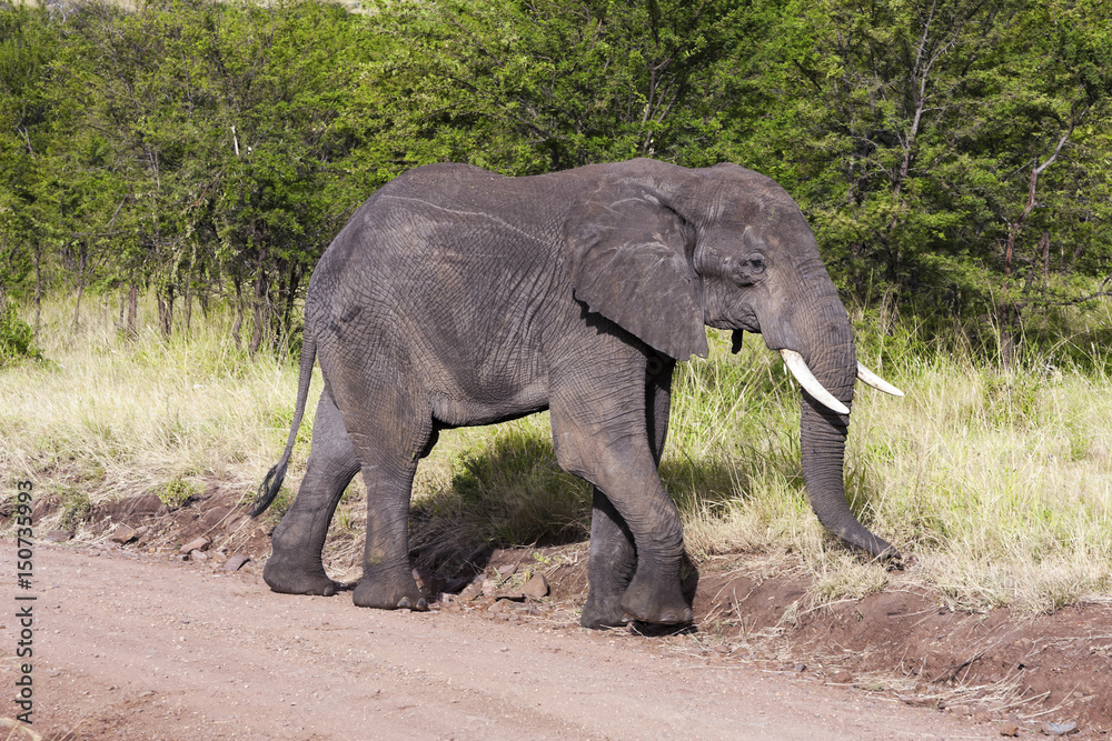 Fototapeta Elephants Serengeti National Park Tanzania Africa