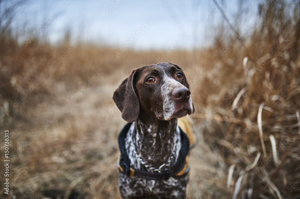 a hunting dog in a field