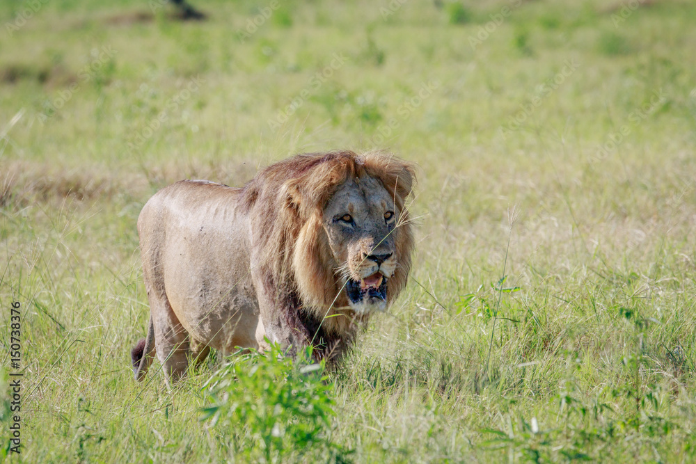 Naklejka premium Male Lion walking in the grass.