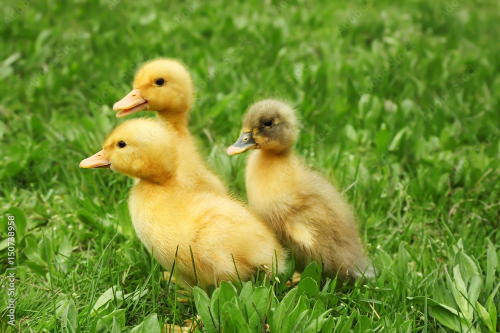 Cute ducklings on green grass, closeup