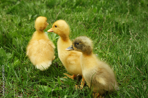 Cute ducklings on green grass, closeup