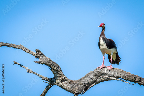 Spur-winged goose on a branch. photo