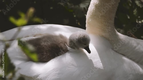 Mute swan (Cygnus olor) pen with cygnets. Young chicks nestled in feathers on back of mother on nest
