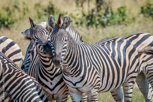 Two Zebras bonding in the Chobe National Park.