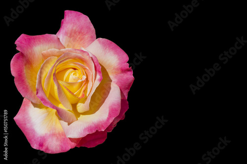Yellow and pink rose isolated on black