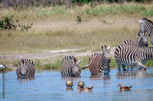 Group of Zebras drinking in Chobe.