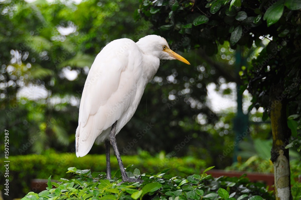 Bird in Malaysian Park 3 Bird in Malaysian Park 3