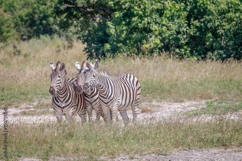 Group of Zebras standing in grass.