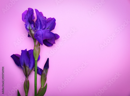 Fototapeta Naklejka Na Ścianę i Meble -  One blue iris on a pink surface