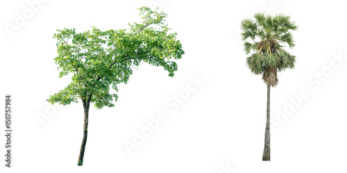 Collection of tree on white background. (for gardening)	