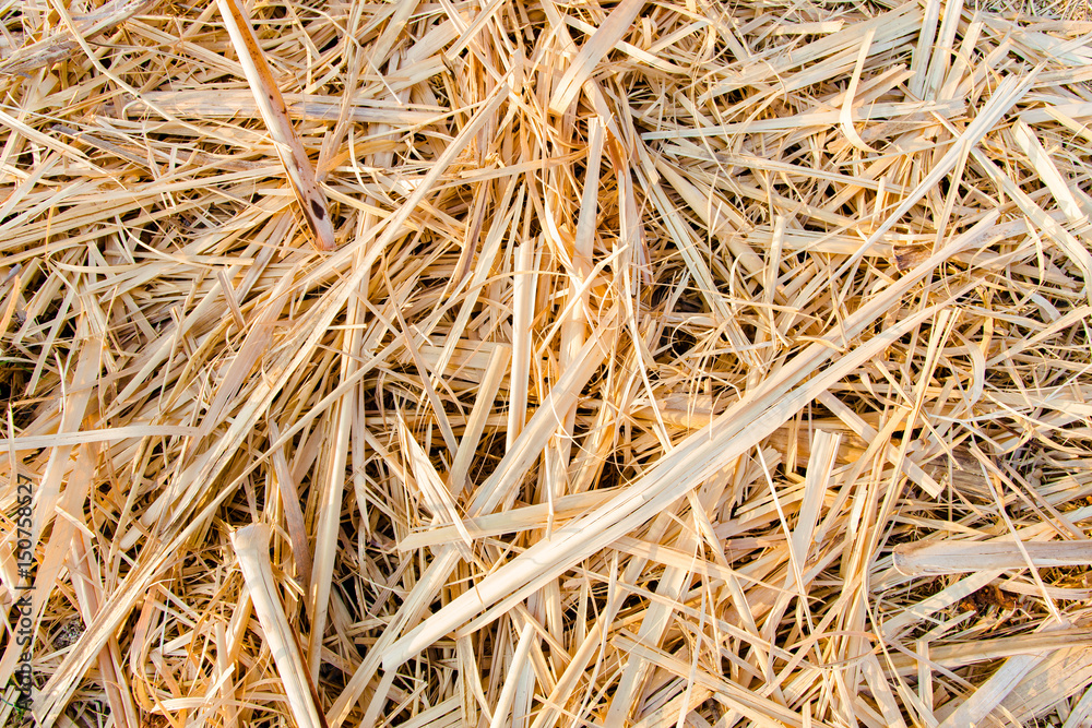 Golden rice stubble