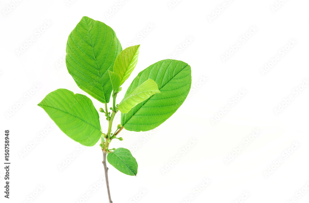 fresh green spring leaves isolated on white background fresh green spring leaves isolated on white background