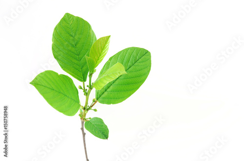 fresh green spring leaves isolated on white background