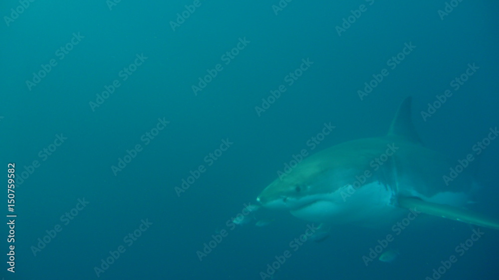 Fototapeta premium shark