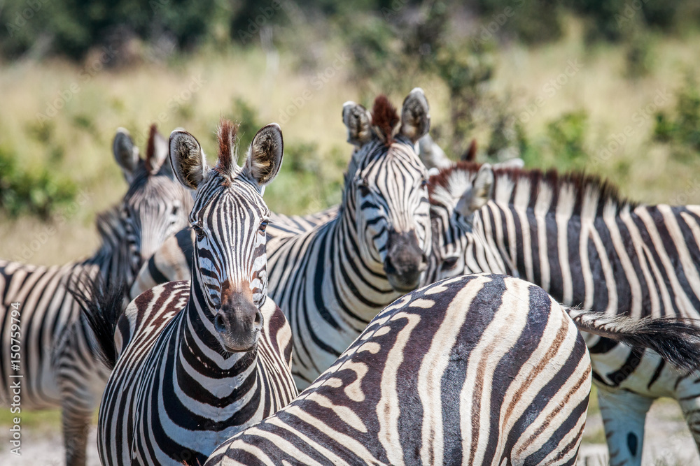 Naklejka premium Two Zebras starring at the camera.