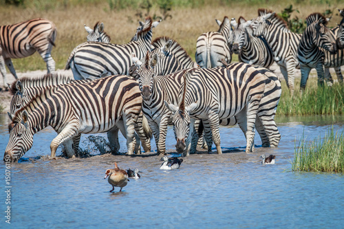 Group of Zebras drinking in Chobe.