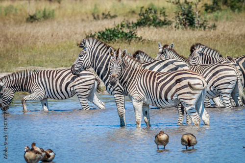 Group of Zebras drinking in Chobe.
