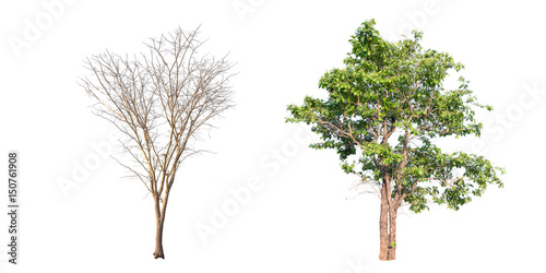 Collection of tree on white background. (for gardening)	