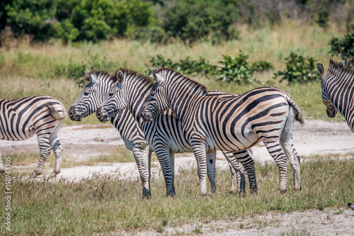 Group of Zebras standing in grass.