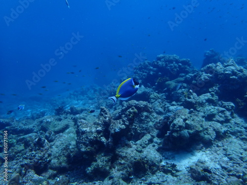 インド洋を泳ぐパウダーブルーサージョンフィッシュ 