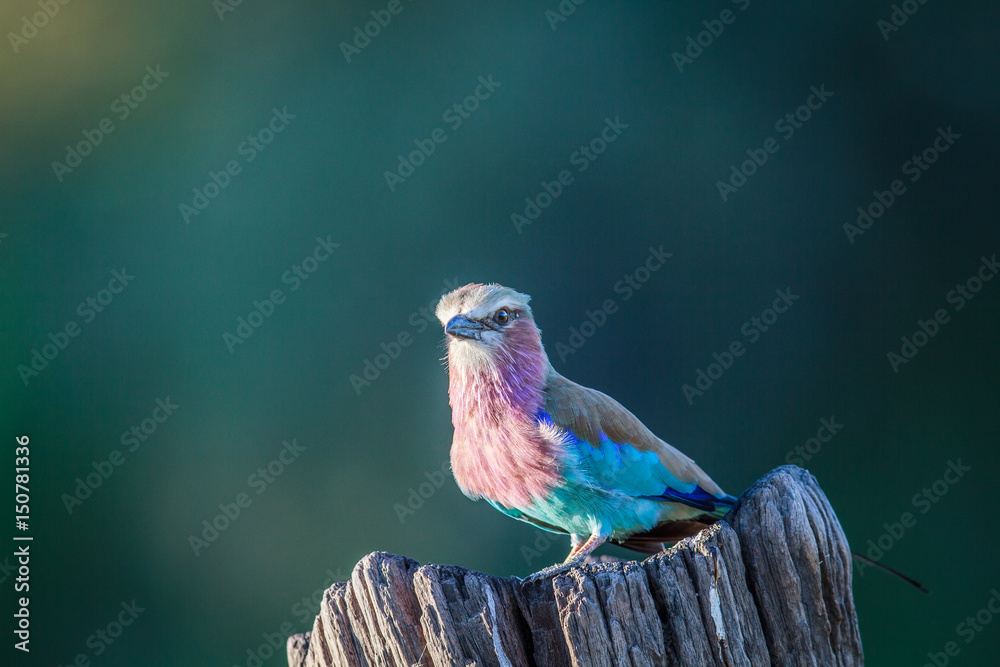 Obraz premium Lilac-breasted roller on a tree trunk.