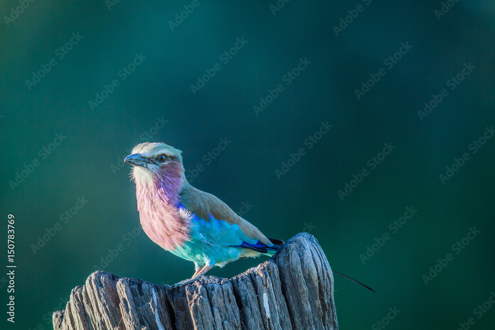 Obraz premium Lilac-breasted roller on a tree trunk.