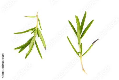 twig of rosemary on a white