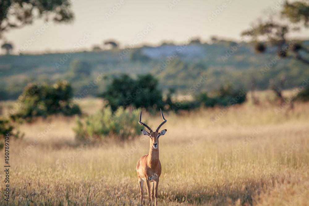 Impala ram starring at the camera. Impala ram starring at the camera.
