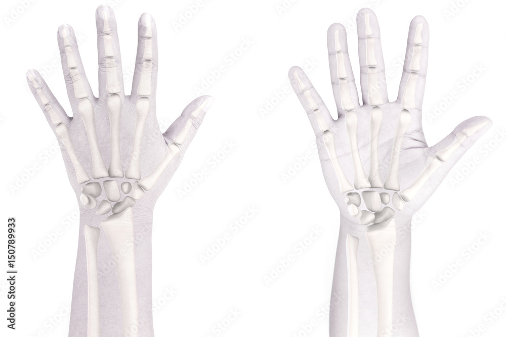 Obraz premium hand bone 