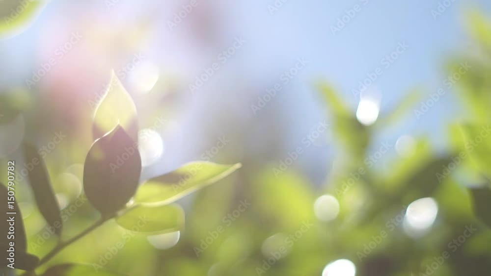 Defocused morning sun garden motion background with bokeh effect