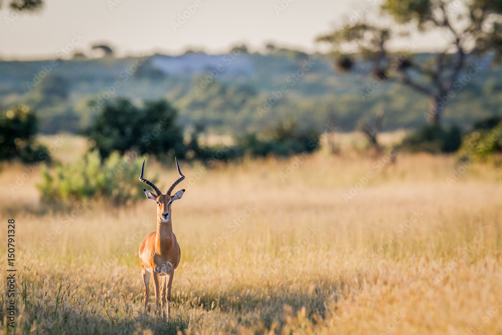 Impala ram starring at the camera. Impala ram starring at the camera.