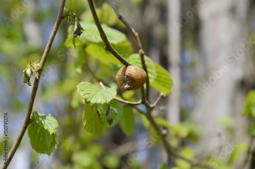 Ootheca mantis on the branches of a tree. The eggs of the insect laid in the cocoon for the winter are laid. Ooteca on a branch of hazelnut photo